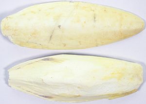 Sepiaschalen 10-12 Inch